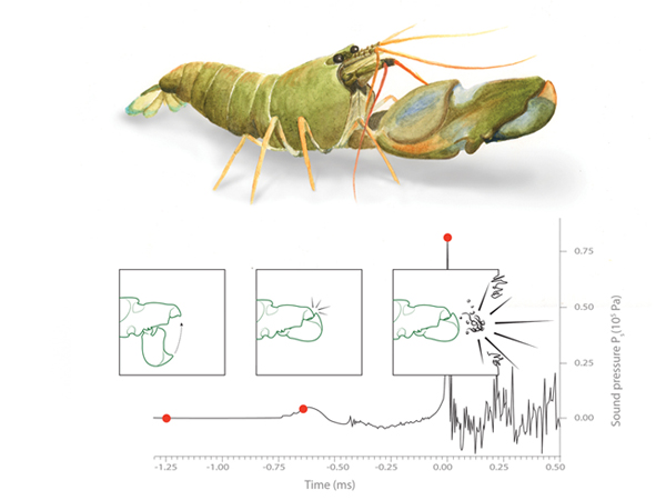 snapping shrimp thumbnail